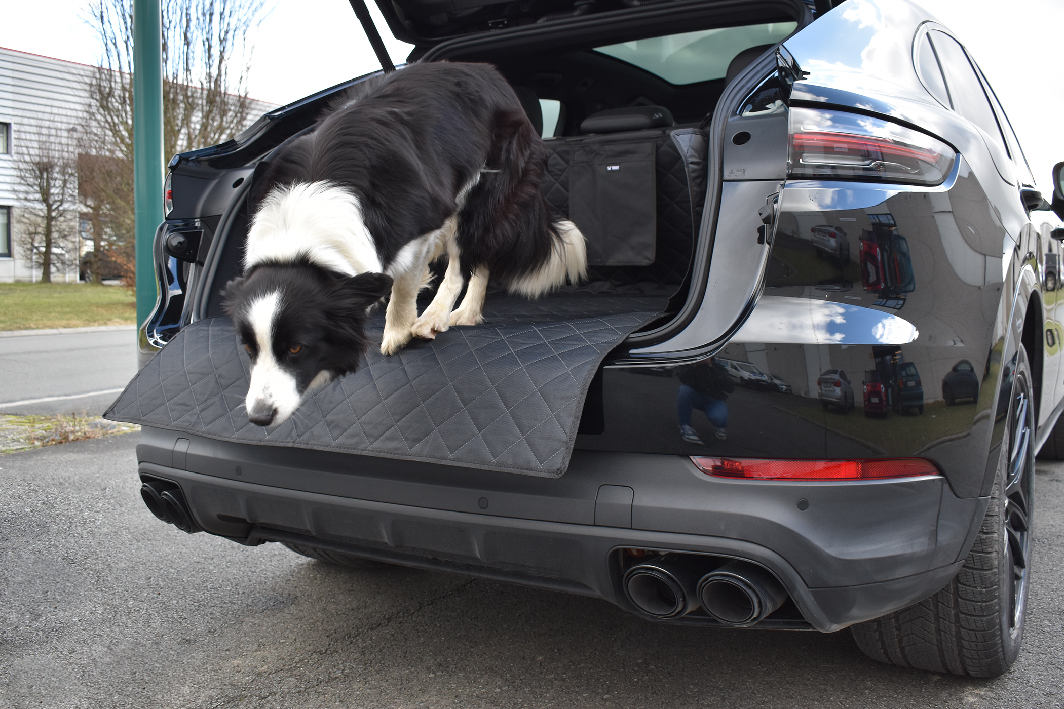 Koffertür für Hund